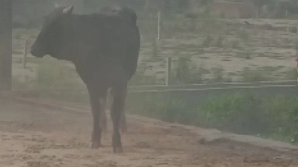 युवक के पीछे पड़ा सांड, मारने के लिए घर की छत पर चढ़ा; कैसे बची जान?