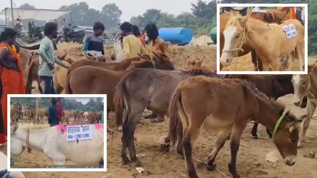 सलमान, आलिया, अभिताभ… चित्रकूट के मेले में आए गधों के अजब-गजब नाम, कीमत 5 हजार से 3 तीन लाख तक