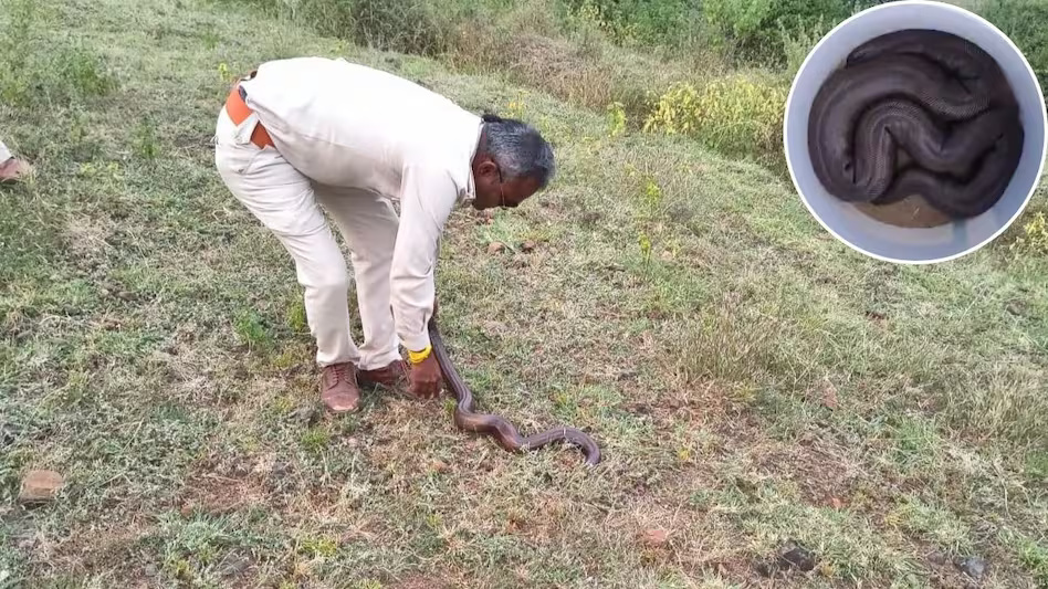 करोड़ों का ‘खजाना’ खेत में! दुर्लभ ‘रेड सेंड बोआ’ सांप किसान के बाड़े में मिला, वन विभाग ने सुरक्षित जंगल में छोड़ा
