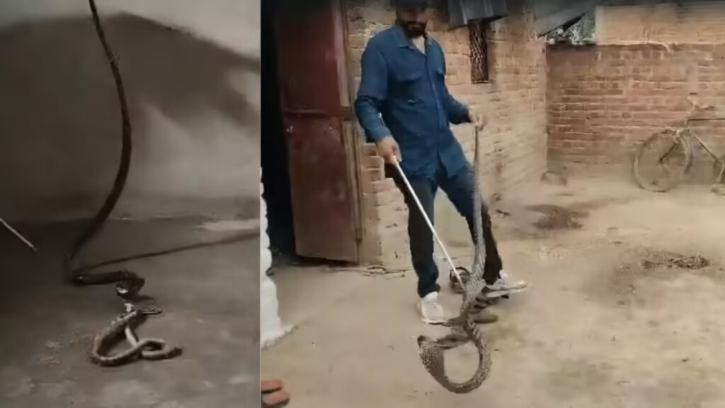 दमोह में हैरान करने वाला मंजर! कोबरा ने निगल लिया जिंदा सांप, सर्पमित्र ने ‘उल्टा लटकाकर’ ऐसे निकाला बाहर, लोग देखते रह गए