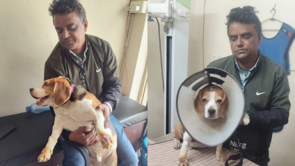 इंसानों वाली खतरनाक बीमारी से अंधा हुआ डॉग, जबलपुर में स्पेशलिस्ट कर रहे डॉलर का ट्रीटमेंट