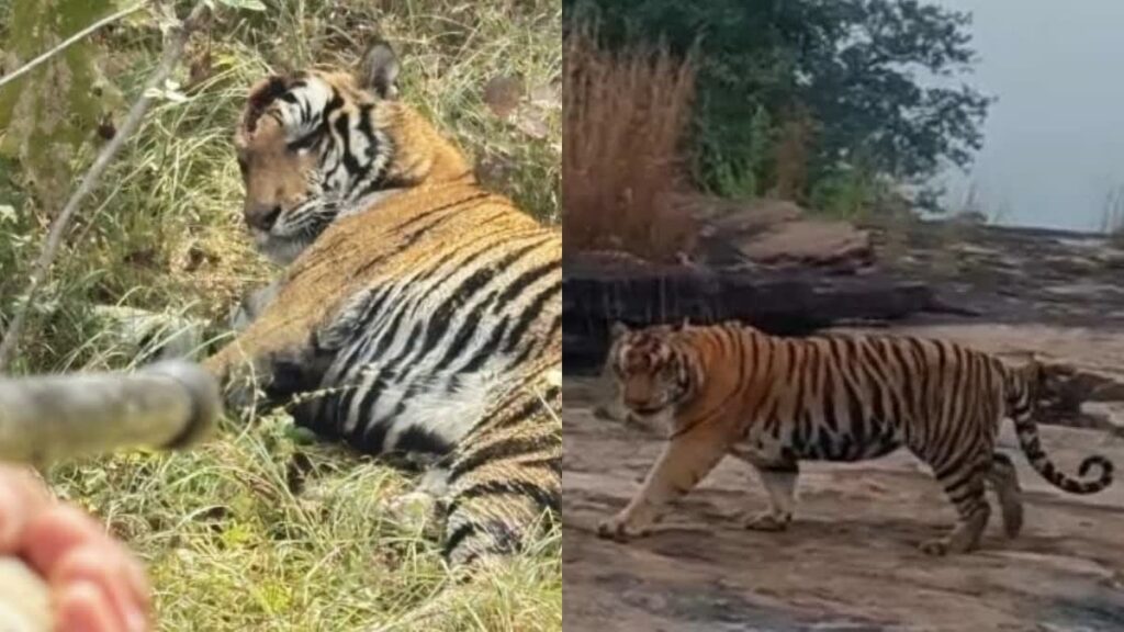 पन्ना टाइगर रिजर्व के फेमस बाघ 243 की हालत में सुधार, सिर में चोट का वीडियो वायरल