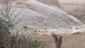 मनेंद्रगढ़ चिरमिरी भरतपुर और कोरिया जिले में कड़ाके की ठंड, न्यूनतम तापमान 9 डिग्री