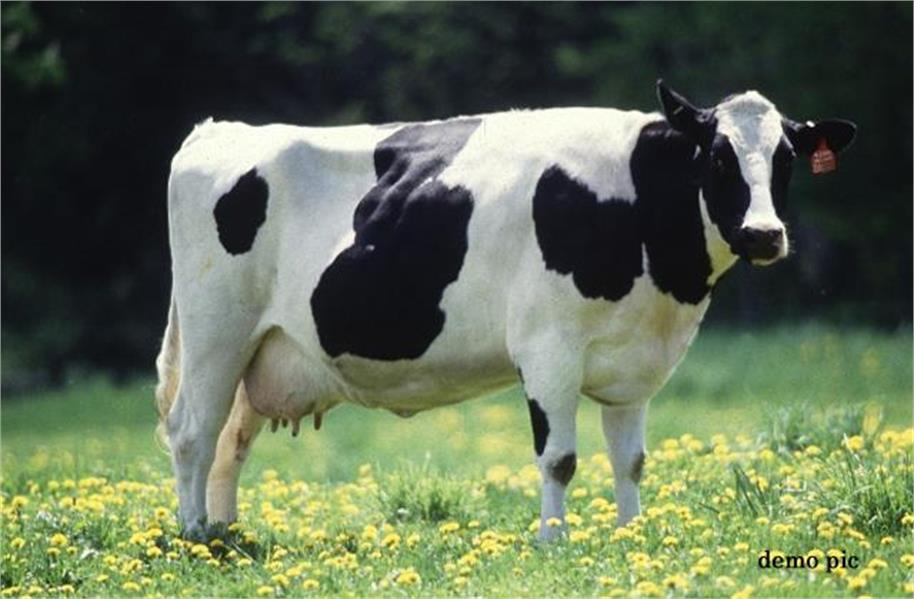 OMG! पंजाब की गाय ने जीता ट्रैक्टर, पढ़ें पूरी खबर