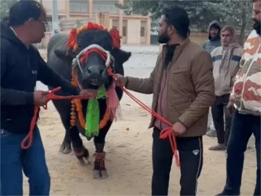 इतनी महंगी भैंस! हरियाणा सरपंच ने खरीदी भैंस, ऐसे किया स्वागत कि देखते रह गए लोग