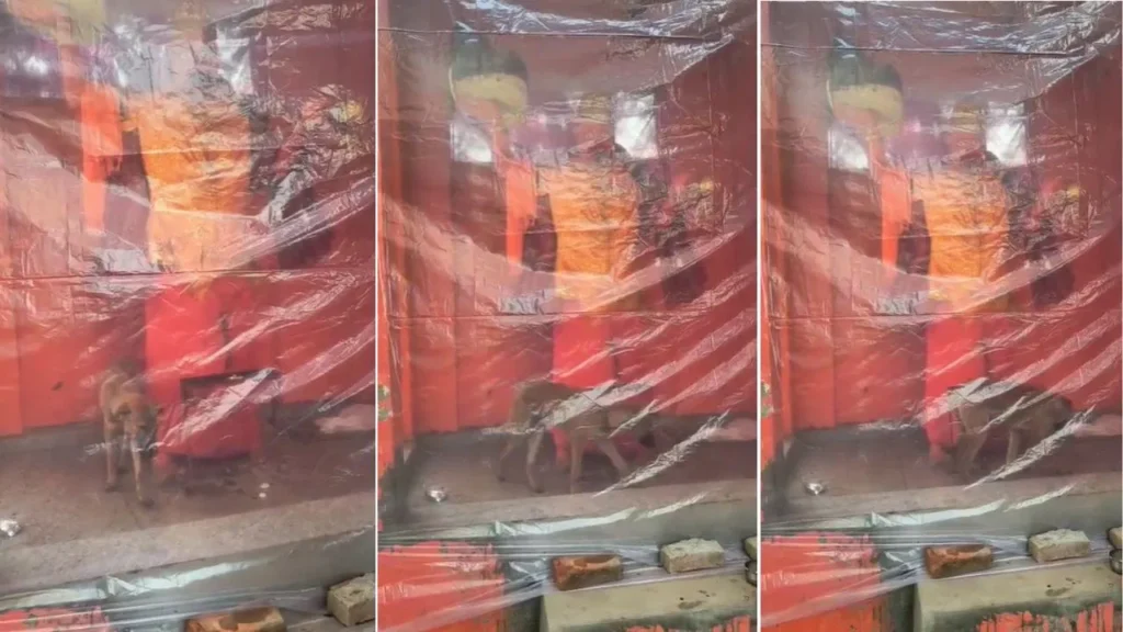 बिजनौर में ‘अनोखा भक्त’: 48 घंटे से लगातार हनुमान मंदिर की परिक्रमा कर रहा कुत्ता, लोग मान रहे चमत्कार