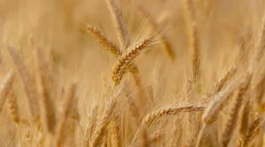 खंडवा: समर्थन मूल्य पर गेहूं खरीदी के लिए पंजीयन 7 फरवरी से शुरू, किसानों के लिए जरूरी गाइडलाइन जारी