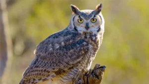 Owl Census in India: देश का पहला उल्लू गणना सर्वे इस राज्य में शुरू, लुप्त होती प्रजातियों को बचाने की बड़ी मुहिम; जानें पूरी वजह