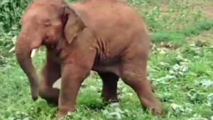 Hazaribagh News: हजारीबाग में हथिनी का आतंक, वन विभाग अब ट्रेंकुलाइज करने की कर रहा तैयारी