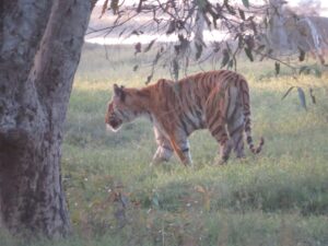 MP Tiger State: 17 बरस की ये ‘लंगड़ी बाघिन’ आज भी है टूरिस्ट की पहली पसंद, एमपी को दिलाया था टाइगर स्टेट का ताज