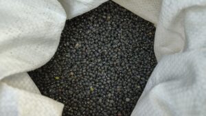 जायद सीजन में करें इन 2 दालों की खेती: कम मेहनत में बंपर मुनाफा, मिट्टी भी बनेगी उपजाऊ