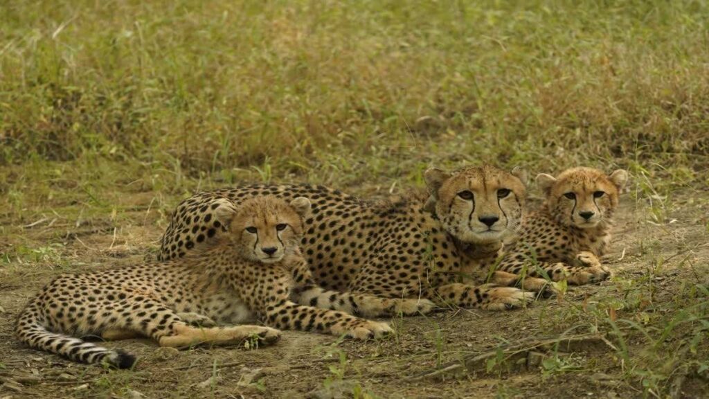 बोत्सवाना से हजारों किमी सफर कर भारत पहुंचे 8 चीते, कुनो नेशनल पार्क में छोड़े जाएंगेबोत्सवाना से भारत पहुंचे 8 नए चीते, मध्य प्रदेश के कूनो नेशनल पार्क में किया जाएगा रिलीज