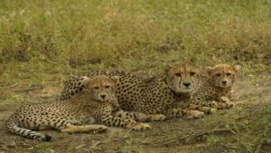 बोत्सवाना से हजारों किमी सफर कर भारत पहुंचे 8 चीते, कुनो नेशनल पार्क में छोड़े जाएंगेबोत्सवाना से भारत पहुंचे 8 नए चीते, मध्य प्रदेश के कूनो नेशनल पार्क में किया जाएगा रिलीज