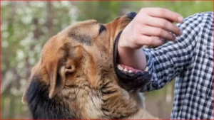 Dog Bite Death: आवारा कुत्ते के काटने से डरे बैंक कर्मचारी ने किया सुसाइड, छोड़ा सुसाइड नोट