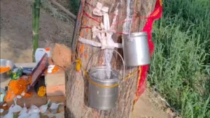 इटावा में कुदरत का करिश्मा! नीम के पेड़ से बह रही ‘दूध की धार’, दर्शन के लिए उमड़ी हजारों की भीड़