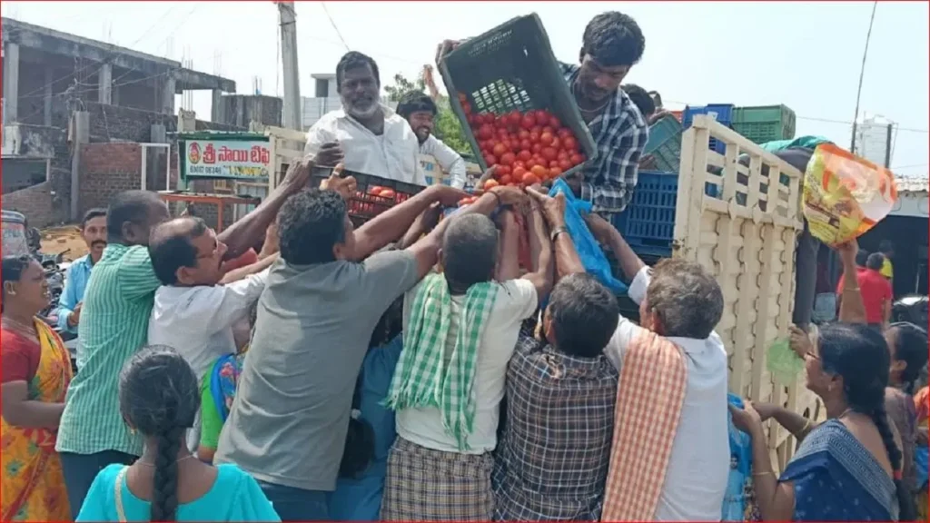 हैरान करने वाली वजह! यहाँ बोरियां भर-भरकर मुफ्त में टमाटर ले जा रहे लोग, लूटने की मची होड़
