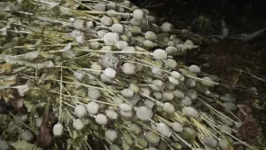 Crime News: सरसों के खेत में हो रही थी अफीम की अवैध खेती, पुलिस ने जब्त किए करोड़ों के 50 हजार पौधे; मुख्य आरोपी गिरफ्तार