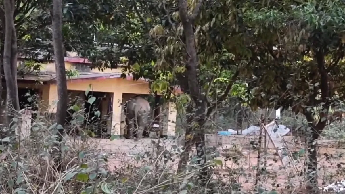 Jharkhand News: कोडरमा के जंगल में हाथियों की दहशत, महुआ बीनने गई महिला की दर्दनाक मौत