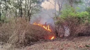 Forest Fire Alert: आग की वजह से आक्रामक हो सकता है हाथियों का झुंड, वन विभाग ने दी चेतावनी; जंगलों में आग लगाने वालों पर होगी FIR