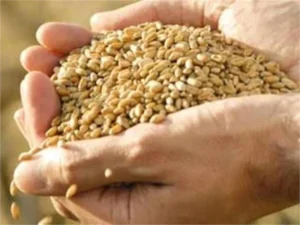 Haryana Farmers News: हरियाणा सरकार का किसानों को बड़ा तोहफा, सब्सिडी और मुआवजे को लेकर हुआ बड़ा ऐलान; जानें पूरी डिटेल