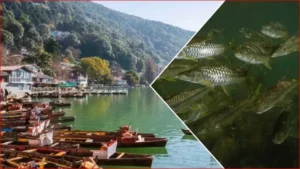 नैनीताल पर ‘जल प्रलय’ का खतरा! चूहों के बाद अब मछलियां भी काट रही हैं नैनी झील की जड़ें; माल रोड धंसने की बड़ी चेतावनी