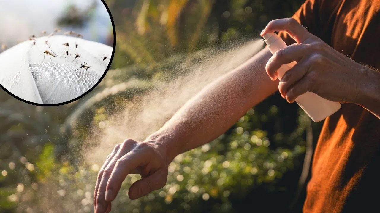 मच्छरों का काम तमाम! घर पर ही बनाएं 100% नेचुरल ‘मॉस्किटो रिपेलेंट’; बाजार वाली कॉइल और लिक्विड को कहें बाय-बाय