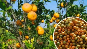 MP के संतरों ने मंडियों में मचाया धमाल, रिकॉर्ड तोड़ मिल रहे दाम; लेकिन इस एक डर ने छीन ली किसानों की नींद!