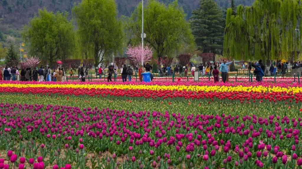 नजारा ऐसा कि पेरिस भूल जाएंगे! श्रीनगर में खुला एशिया का सबसे बड़ा ‘ट्यूलिप गार्डन’; 18 लाख फूलों की चादर और 75 किस्में जीत लेंगी आपका दिल