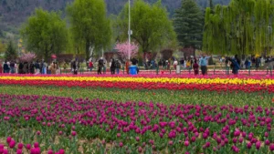 नजारा ऐसा कि पेरिस भूल जाएंगे! श्रीनगर में खुला एशिया का सबसे बड़ा ‘ट्यूलिप गार्डन’; 18 लाख फूलों की चादर और 75 किस्में जीत लेंगी आपका दिल