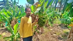Banana Farming Success Story: केले की खेती ने बदली किसान की तकदीर, आर्थिक तंगी दूर कर दिलाई समृद्धि और सम्मान