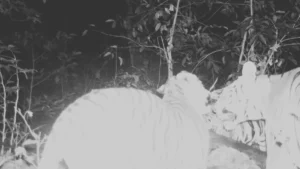 Bhoramdev Wildlife Sanctuary: भोरमदेव अभयारण्य में गूंजी बाघों की दहाड़, शावकों के साथ घूमते दिखे बाघ-बाघिन; देखें वायरल तस्वीरें