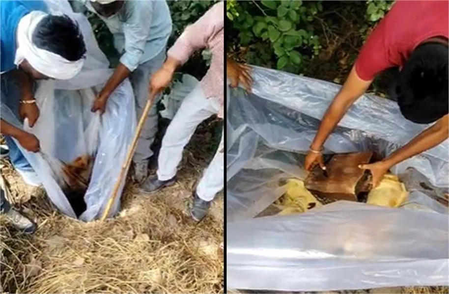 Amritsar Excise Raid: अमृतसर के भिंडा सैदां में आबकारी विभाग की बड़ी कार्रवाई, भारी मात्रा में लावारिस लाहन जब्त