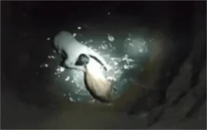 MP News: मऊगंज में खाकी का मानवीय चेहरा, 100 फीट गहरे कुएं में कूदे थाना प्रभारी; बचाई गाय की जान