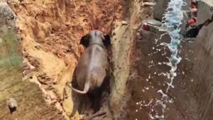 Sonahatu Elephant Rescue: कुएं में गिरा विशालकाय हाथी! घंटों चला मौत और जिंदगी का खेल, आखिर में मिली कामयाबी