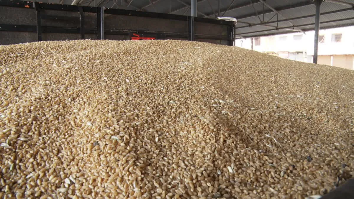 MP News: मध्य प्रदेश में गेहूं खरीदी पर मचा घमासान, भारतीय किसान संघ ने 15 मई से आंदोलन का किया ऐलान