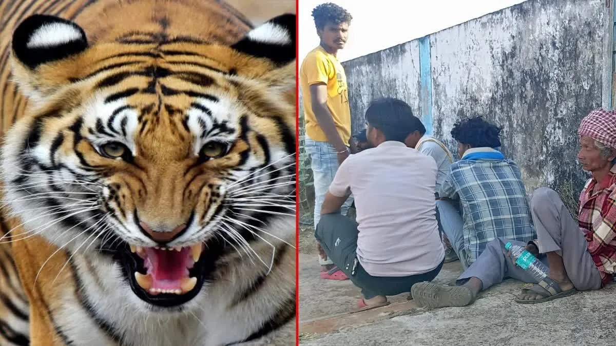 Satpura Tiger Reserve: सतपुड़ा के जंगल में टाइगर ने आदिवासी को बनाया शिकार, महुआ चुनने कोर जोन में घुसा था युवक