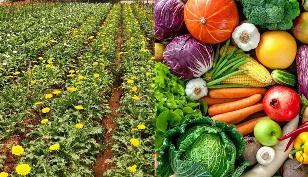 Agri Tips: गर्मी में सब्जियों की खेती से होगा बंपर मुनाफा, जानें सही तकनीक