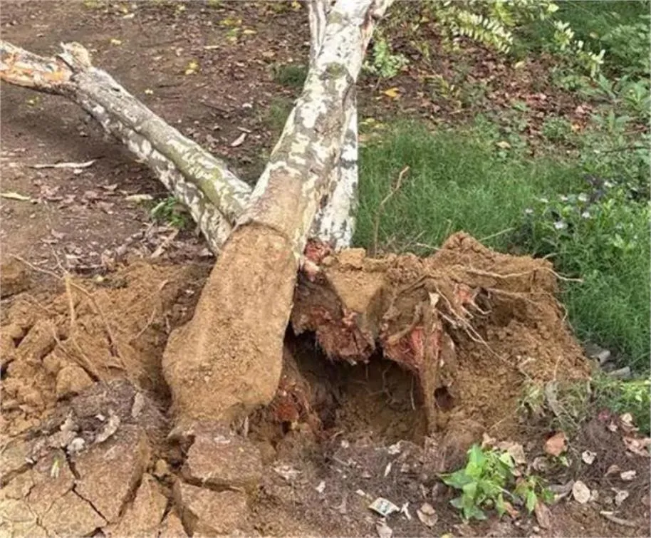 Gurugram News: अवैध पेड़ कटाई पर NGT का बड़ा एक्शन, हरियाणा सरकार को 4 हफ्ते का अल्टीमेटम; रिपोर्ट न देने पर मांगा जवाब