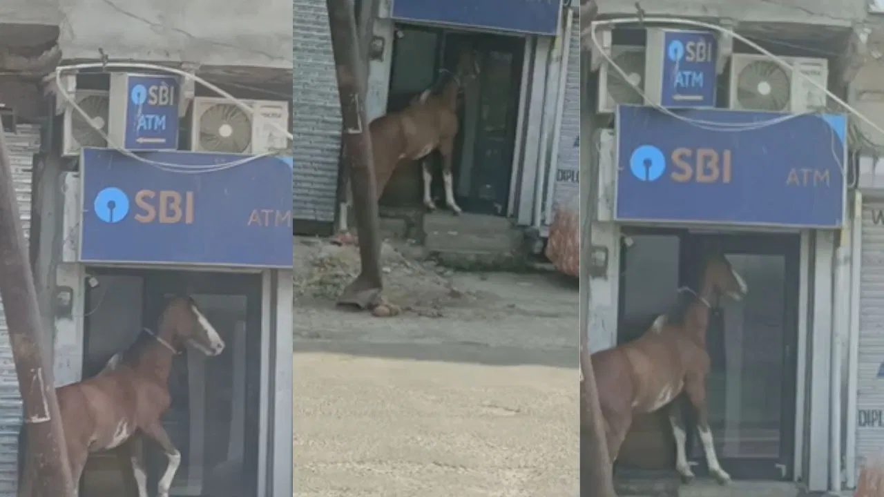Jhansi Viral Video: झांसी के ATM में घुस गया घोड़ा! गेट बंद होने पर मचाया जमकर बवाल; वीडियो हुआ वायरल