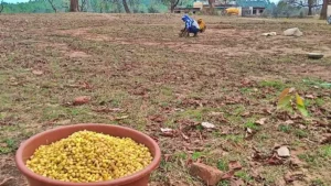 बेमौसम बारिश का कहर: महुआ की फसल हुई बर्बाद! किसानों के चेहरे पर छाई मायूसी, आर्थिक संकट का सता रहा डर