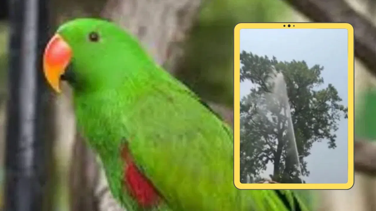Viral News: पेड़ पर फंसे पालतू तोते को उतारने के लिए बुलाई फायर ब्रिगेड, हजारों लीटर पानी बहाया; जानें क्या है ‘मिट्ठू’ की ये कहानी