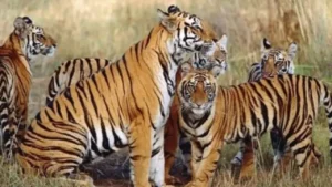 कान्हा नेशनल पार्क में मातम: बाघिन ‘अमाही’ और उसके 4 शावकों की भूख से मौत; पार्क प्रबंधन की मॉनिटरिंग पर उठे गंभीर सवाल