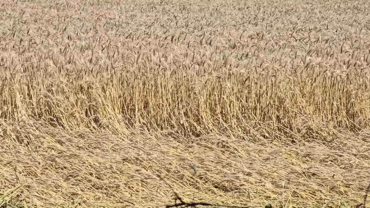 Haryana Farmer News: कुदरत की मार! हरियाणा में ओलावृष्टि ने उजाड़े किसानों के सपने, सिरसा में गेहूं-सरसों की फसल तबाह