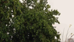 Jharkhand Weather Update: झारखंड में भीषण गर्मी का सितम, जमशेदपुर सबसे गर्म; 17 अप्रैल को इन जिलों में ‘हीट वेव’ का येलो अलर्ट