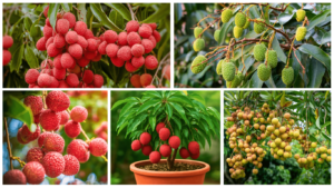 Litchi Capital of the World: भारत का वो शहर जिसे कहते हैं ‘लीची की राजधानी’; संतरा-पपीता से भी ज्यादा है विटामिन सी