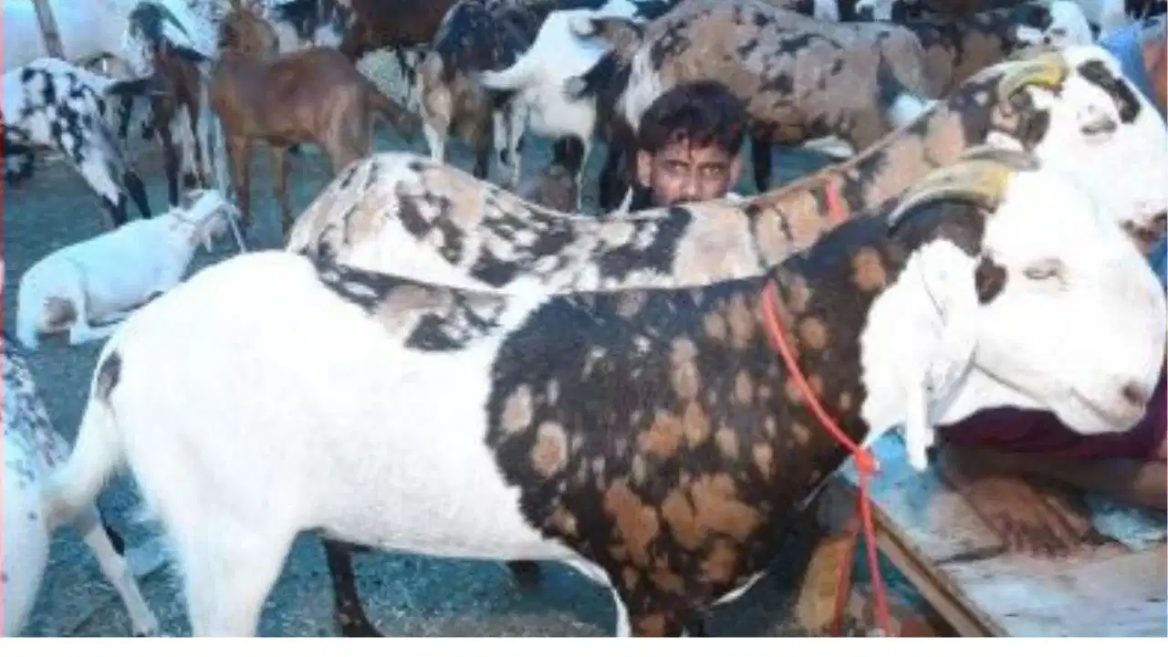 Bakrid 2026 Patna: पटना की बकरा मंडियों में ‘धुरंधर’ और ‘सोनू-मोनू’ का जलवा; जानें इस बार क्या है कीमतों का हाल
