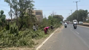 Bhopal News: भोपाल के अयोध्या बायपास पर दिनदहाड़े वन संपदा की लूट; काटे गए पेड़ों की कीमती लकड़ियां चोरी