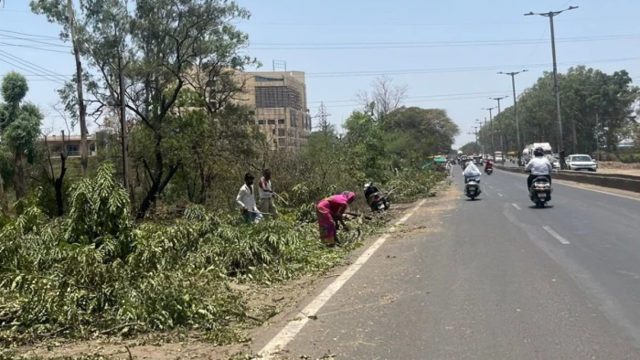 Bhopal News: भोपाल के अयोध्या बायपास पर दिनदहाड़े वन संपदा की लूट; काटे गए पेड़ों की कीमती लकड़ियां चोरी