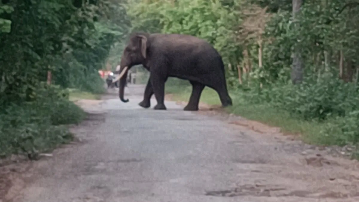 Baloda Bazar Elephant Attack: बारनवापारा अभयारण्य में दंतैल हाथी का तांडव; ग्रामीण को कुचला, मौके पर ही मौत