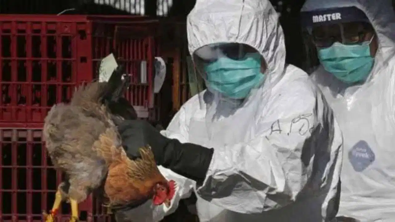 Bird Flu in Maharashtra: महाराष्ट्र के नंदुरबार में बर्ड फ्लू का पहला संदिग्ध ह्यूमन केस; कर्मचारियों की RT-PCR जांच के आदेश